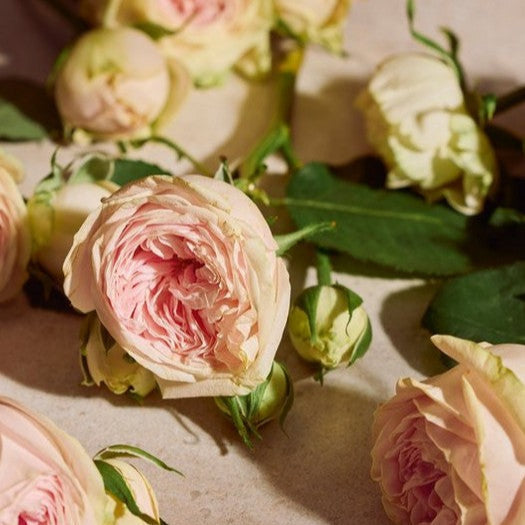 The Body Shop Full Rose Eau de Parfum 75 ml Rose